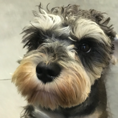 Schnauzer