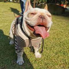 French Bulldog